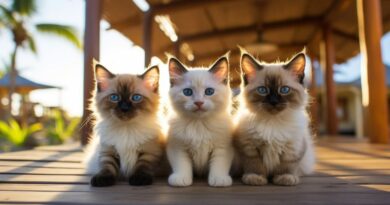 7 Types of Tortoiseshell Cats and Kittens