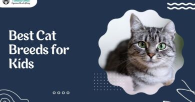 Best Cat Breeds for Kids