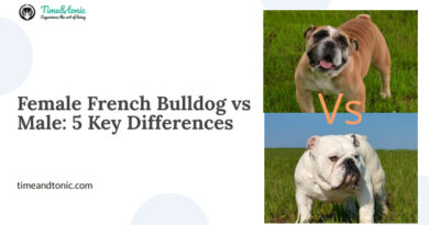 Female French Bulldog vs Male