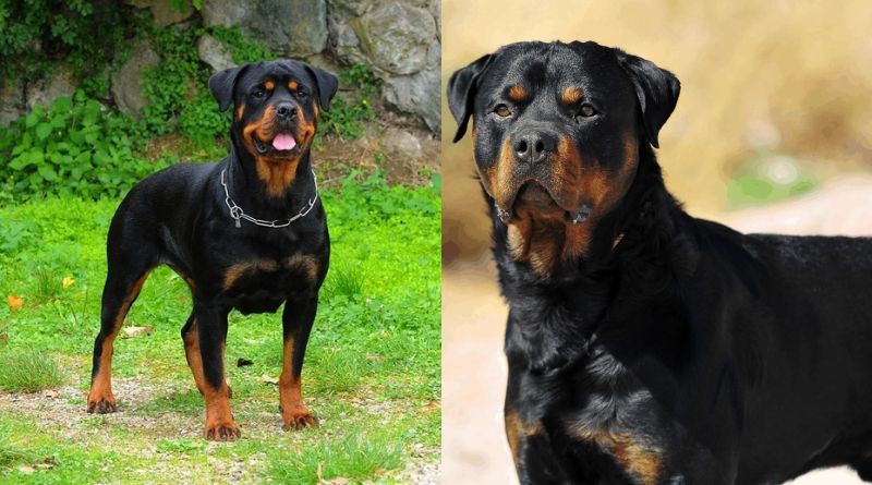 Male vs. Female Rottweiler 10 Key Differences